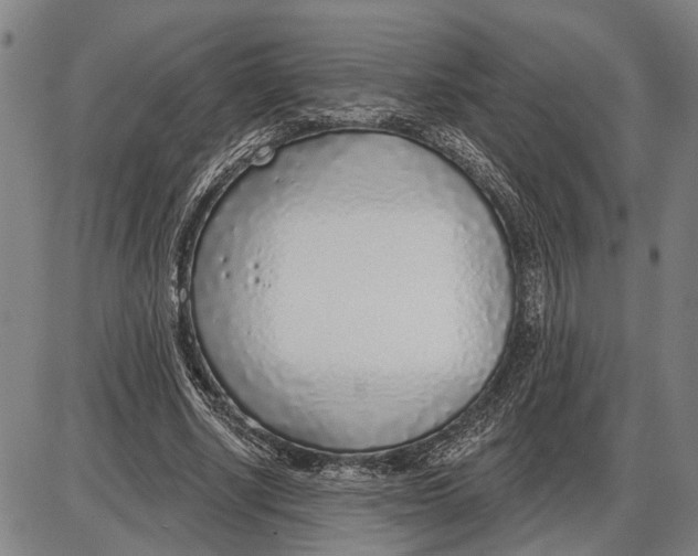 X0000085000634200703261129