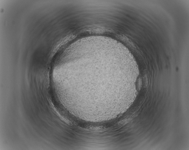 X0000085000638200703261129