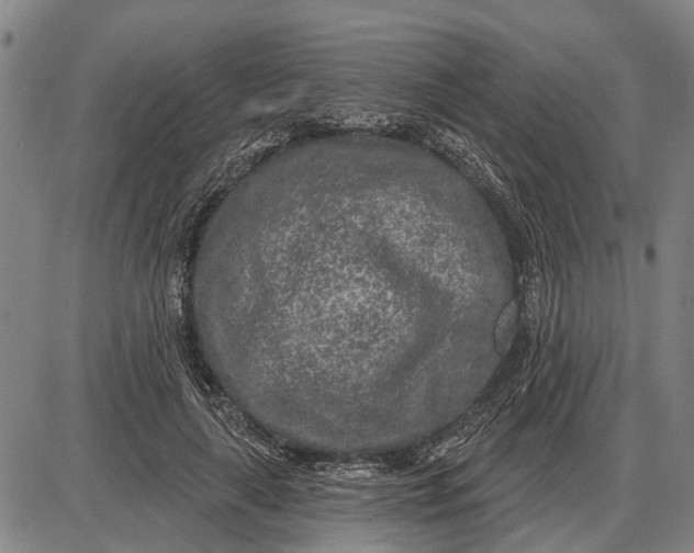 X0000085000643200703261130