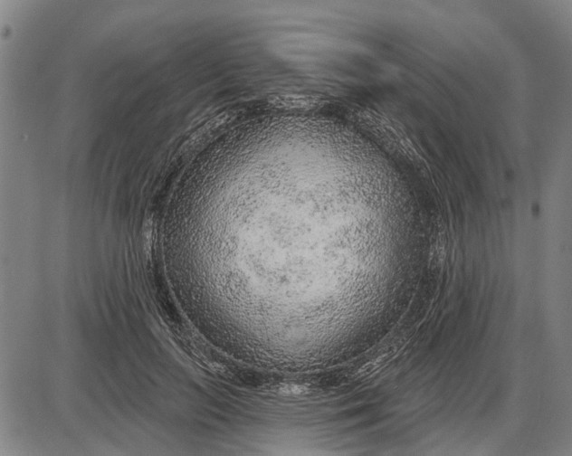 X0000085000647200703261130