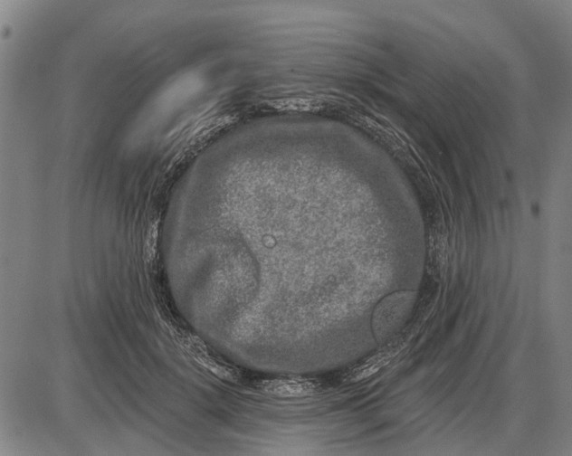 X0000085000652200703261130