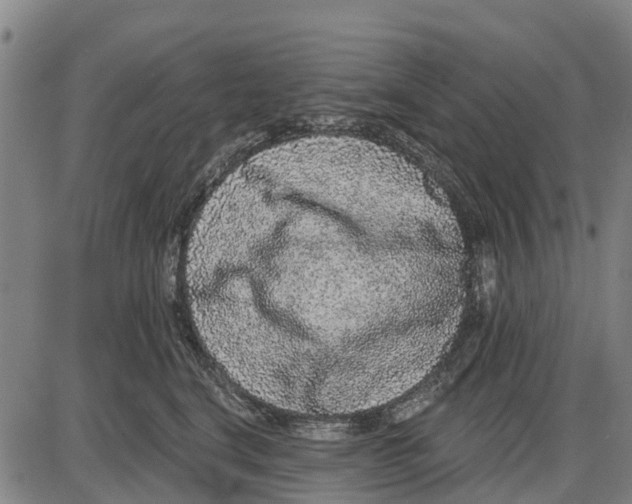 X0000085000664200703261130