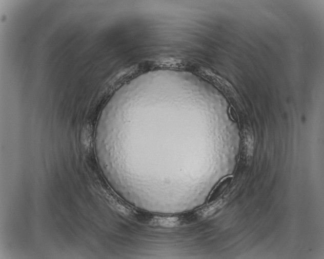 X0000085000665200703261130