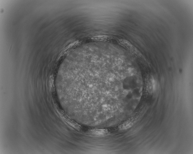 X0000085000711200703261129