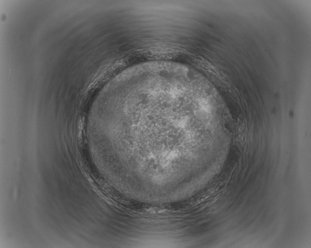 X0000085000742200703261128