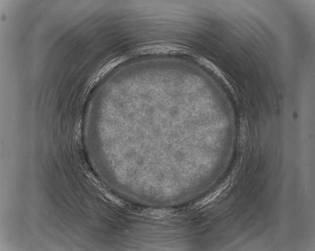 X0000085000778200703261127