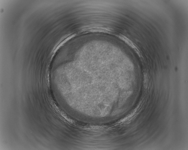 X0000085000782200703261127