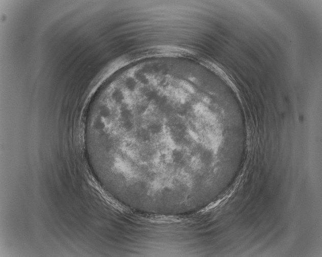 X0000085000835200703261126