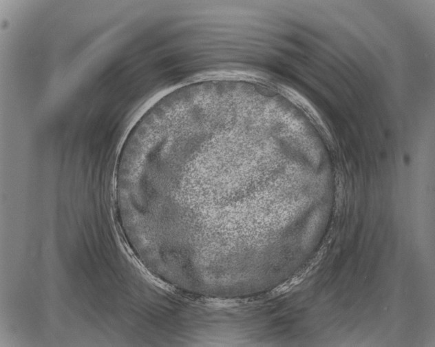 X0000085000852200703261127