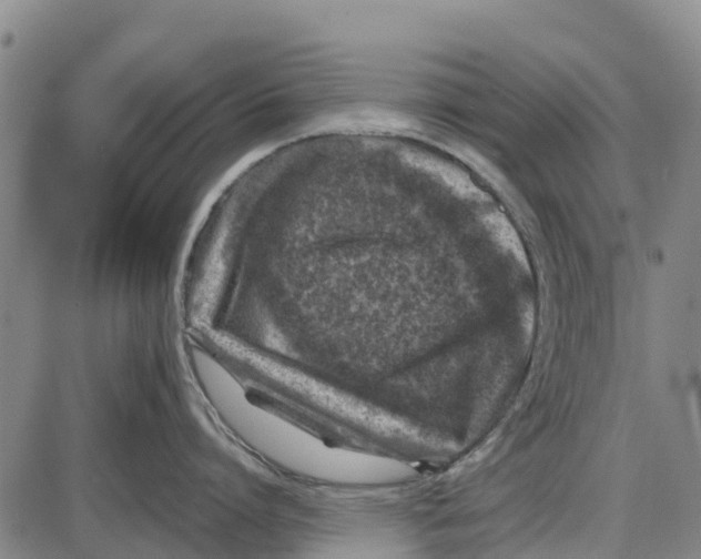 X0000085000864200703261127