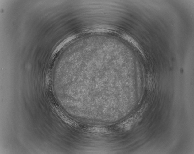 X0000085000874200703261126