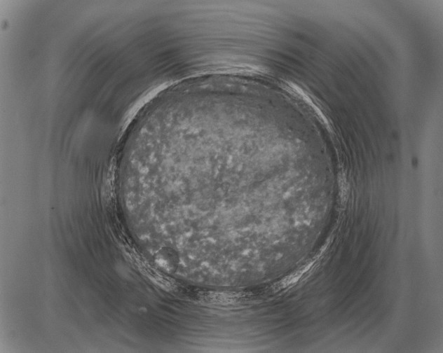 X0000085000875200703261126