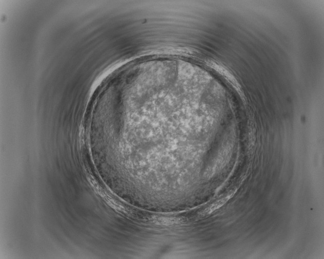 X0000085000928200703261125