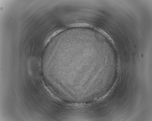 X0000085000937200703261125