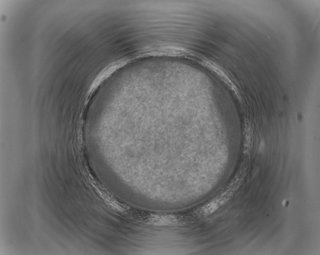 X0000085000978200703261124