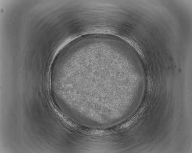 X0000085000982200703261124