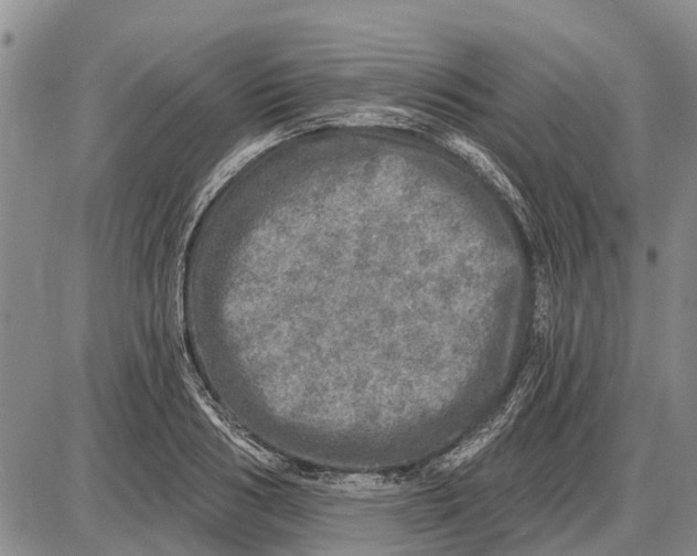 X0000085000986200703261124