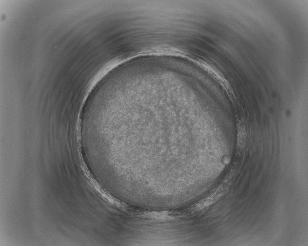 X0000085000990200703261124