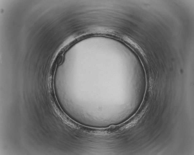 X0000085001029200703261123