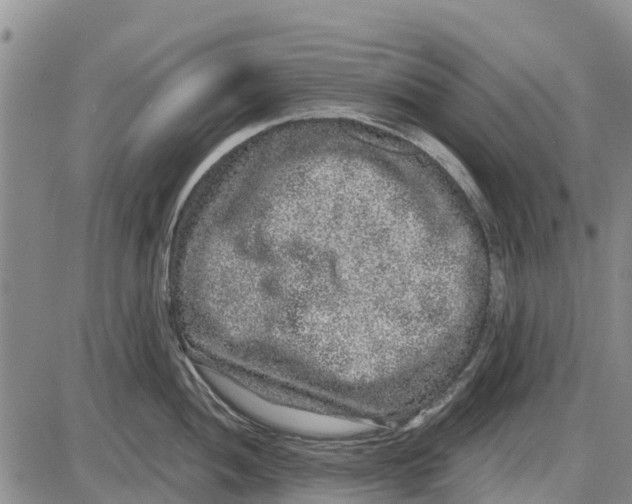 X0000085001052200703261123