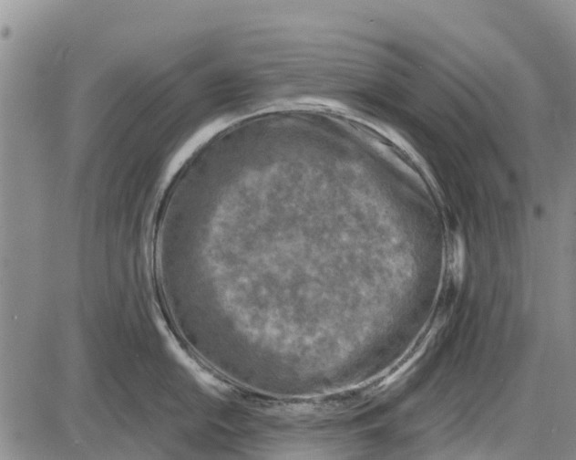 X0000085001054200703261124