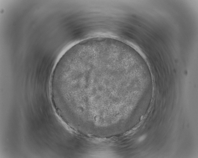 X0000085001056200703261124