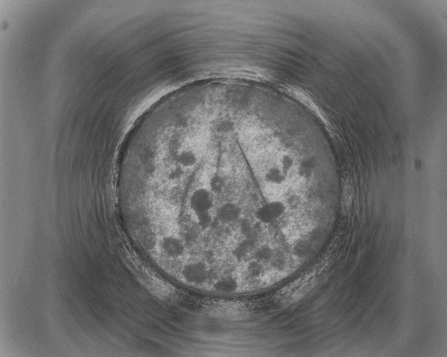 X0000085001071200703261122