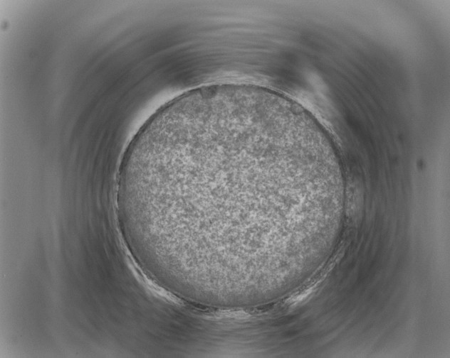 X0000085001094200703261122