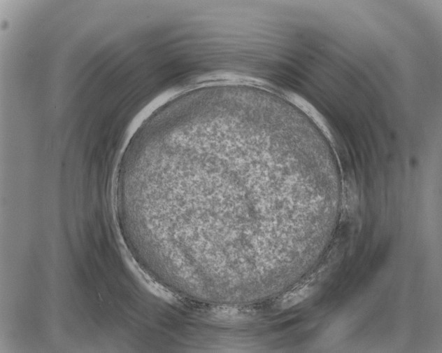 X0000085001098200703261122