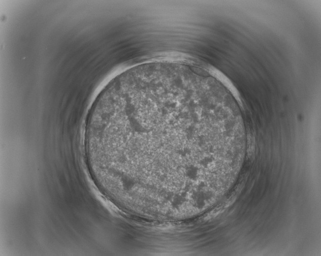 X0000085001099200703261122