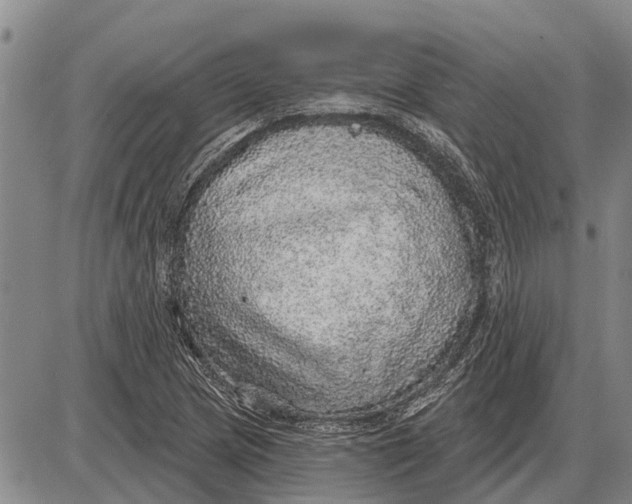 X0000085001217200703261120