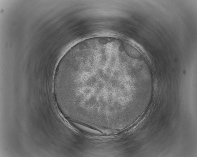 X0000085001236200703261120