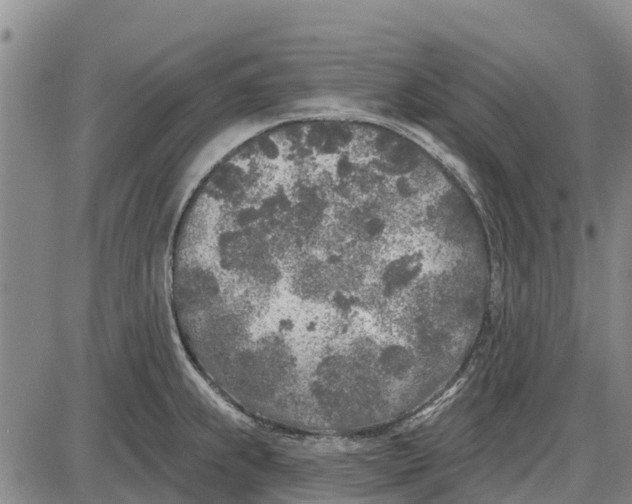 X0000085001239200703261120