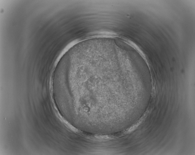 X0000085001243200703261120