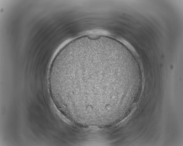 X0000085001248200703261120