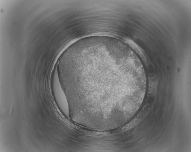 X0000085001284200703261119