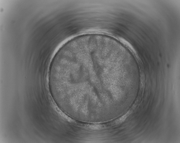 X0000085001288200703261119