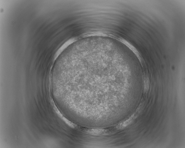 X0000085001290200703261119