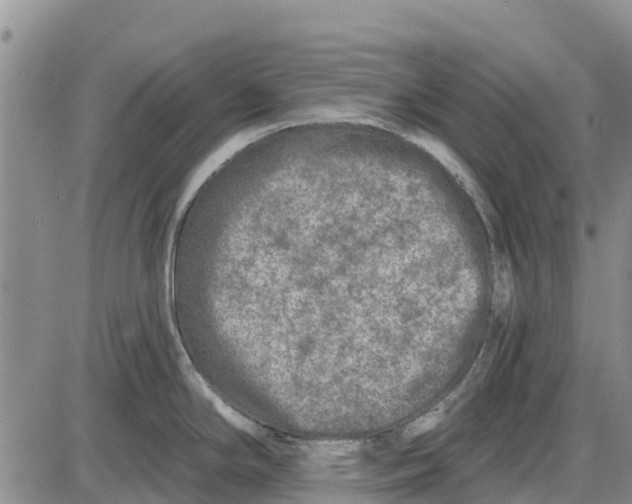 X0000085001294200703261119