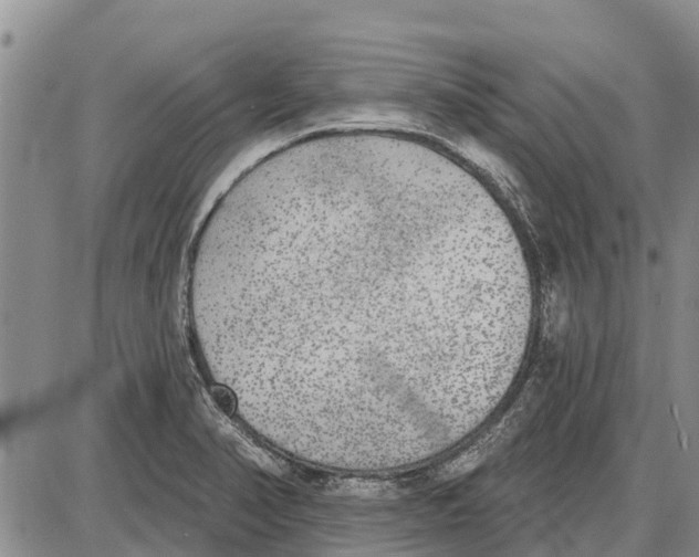 X0000085001374200703261117