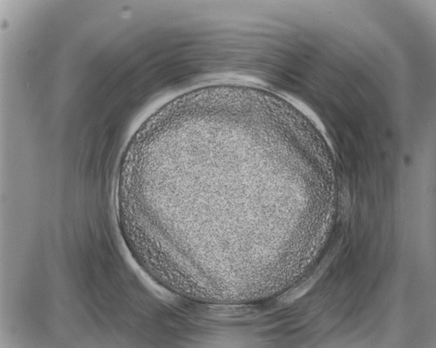 X0000085001391200703261117