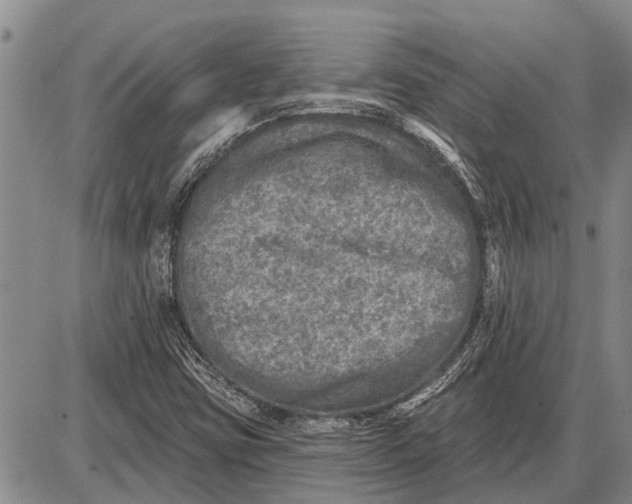 X0000085001403200703261116