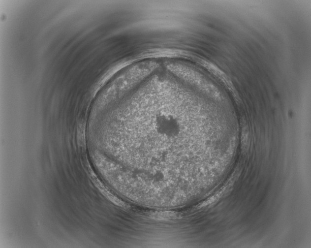 X0000085001417200703261117