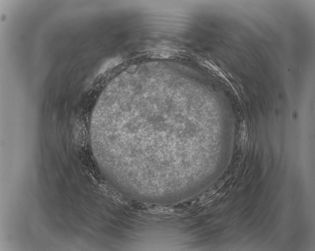 X0000085001446200703261116