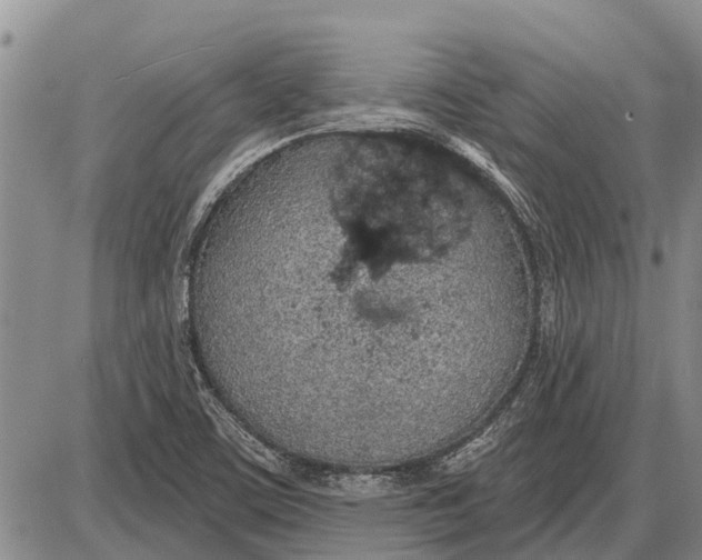 X0000085001459200703261116