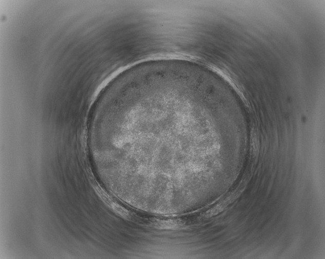 X0000085001460200703261116