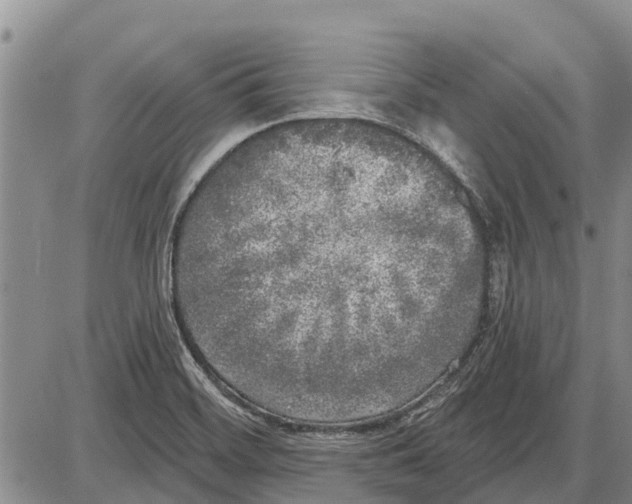 X0000085001468200703261116