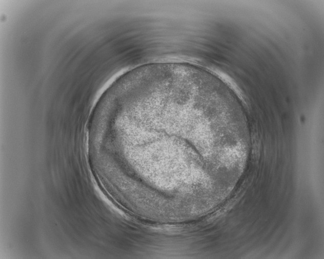 X0000085001476200703261116