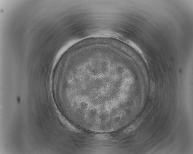 X0000085001480200703261116