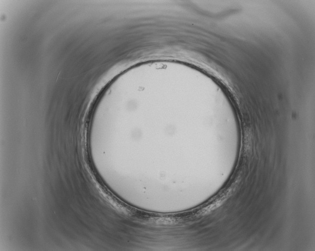 X0000085001517200703261115